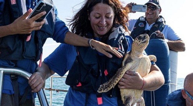 Ortona, tre tartarughe “ caretta caretta” curate e rilasciate in mare