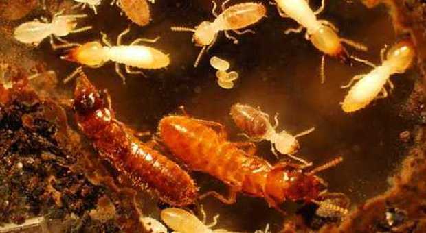 Un gruppo di termiti