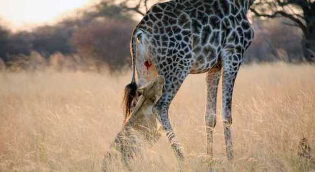 Zimbabwe, leonessa rischia di essere uccisa dalla giraffa per sfamare i cuccioli