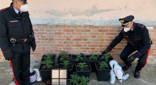 I carabinieri con le piantine di marijuana sequestrate