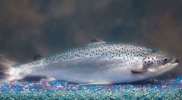 Salmone selvaggio a rischio nelle acque della Scozia: ecco cosa sta accadendo