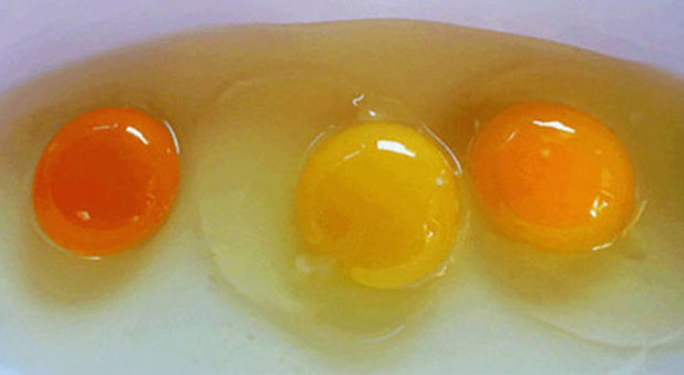 Le uova non sono tutte uguali: ecco di che colore sono quelle più sane
