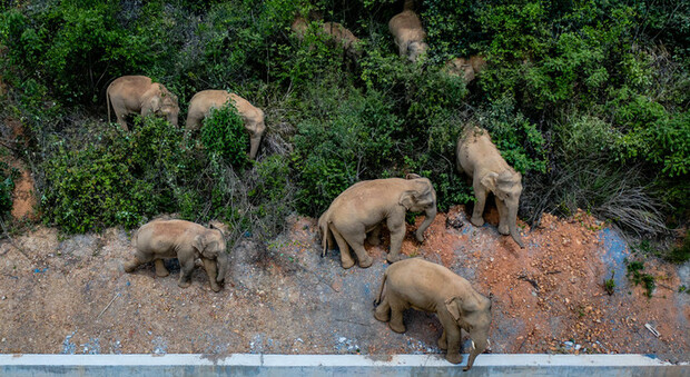 Cina, continua nello Yunnan la marcia dei 15 elefanti: dopo aver percorso 500 km, si dirigono a sud-est