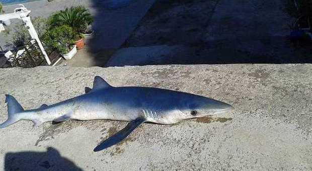 Bacoli. Uno squalo azzurro nelle reti da pesca nelle acque della Spiaggia Romana