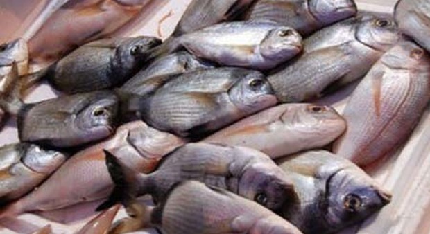 Napoli, 300 chili di pesce mal conservato sequestrati dai carabinieri