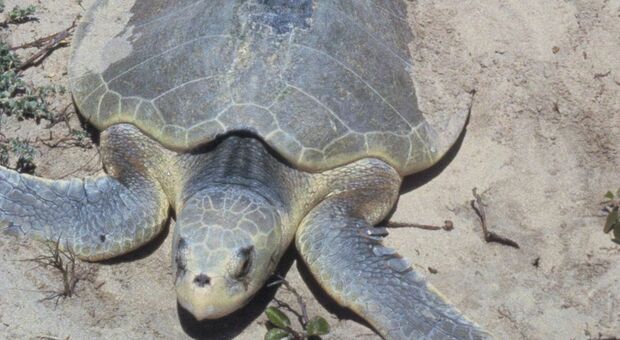 La tartaruga marina più piccola torna a nidificare dopo 75 anni. La specie a rischio estinzione trovata sulle isole della Louisiana