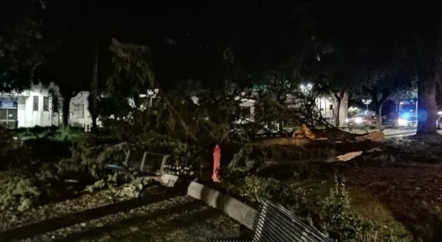 Paura nella piazza centrale di Sant'Arsenio: cade un albero