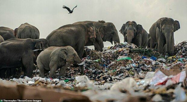 Drammatica situazione per alcuni elefanti costretti a ingerire della plastica