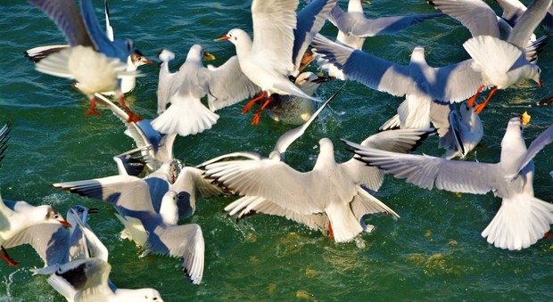 Il volo dei gabbiani nella laguna di Grado e Marano, dalla passeggiata di Lignano