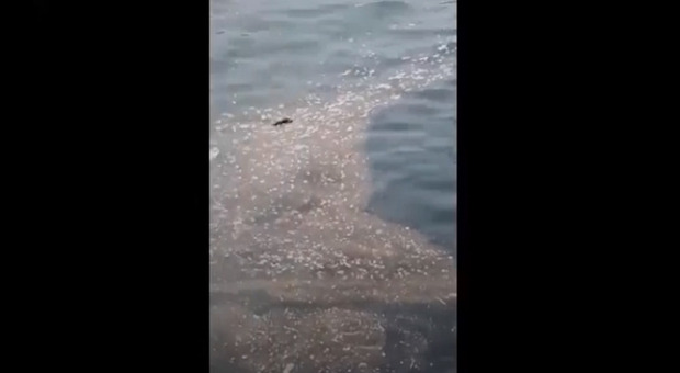 Napoli, decine di topi morti nel mare di Nisida