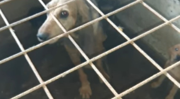 Roma, sequestrati oltre 100 cani e allevamento abusivo: denunciato cacciatore a cui erano già state sequestrate armi