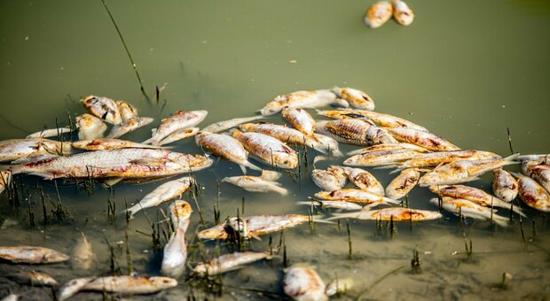 Catastrofe ambientale, 9 milioni di pesci morti nel fiume: «A rischio la qualità dell'acqua»