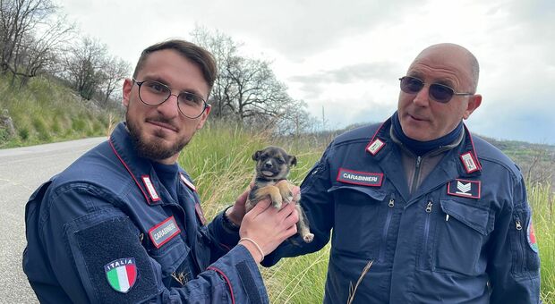 Il cucciolo di cane abbandonato e salvato dai carabinieri