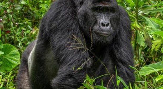 Bracconieri uccidono uno dei gorilla più famosi dell'Africa