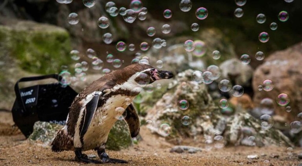 Lo zoo piazza la macchina delle bolle nel recinto dei pinguini per divertire i visitatori. (immagine da good.newsstories su Instagram Newquay Zoo)