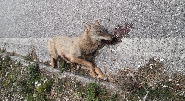 Il lupo Dago ucciso a fucilate, era seguito con il radiocollare. Protestano gli ambientalisti: «Non è il primo in quella zona»