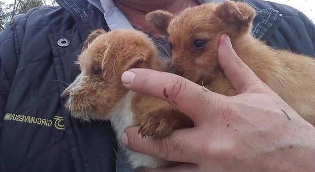 Operaio della Circumvesuviana ferma il treno e salva due cuccioli sui binari