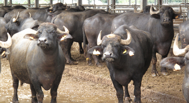 Bufale uccise per brucellosi: «Sì al vaccino o spariranno»