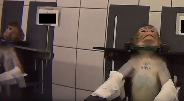 Scimmie che urlano di dolore, cani e gatti torturati: il video dell'orrore nel laboratorio in Germania