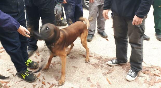Scattano nelle scuole controlli antidroga: i carabinieri con i cani Bob, One e Kevin all’istituto agrario Cecchi