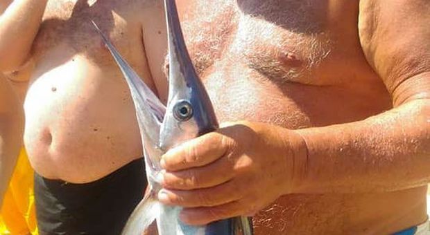 Cattura un cucciolo di pesce spada, ora rischia una multa da seimila euro