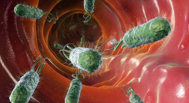 Tumori, ecco la nuova arma: batteri geneticamente modificati