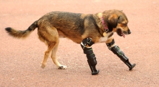 Londra, cagnolina perde le zampe ma torna a correre grazie a delle protesi come quelle di Pistorius