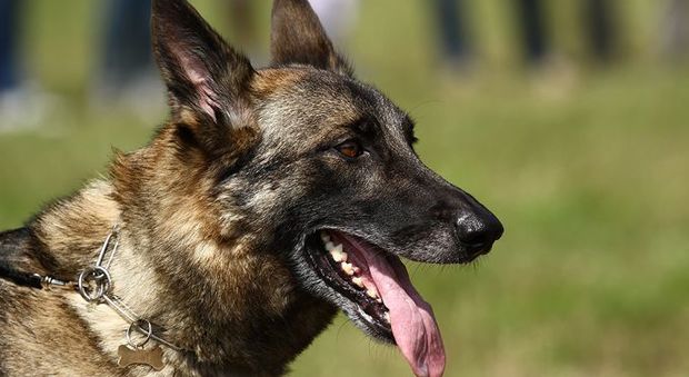 Gettano bocconi velenosi nel cortile: morto cane lupo, salvata una boxer
