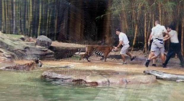 Australia, domatore aggredito da una tigre. Il direttore dello zoo: «L'ha vista crescere»