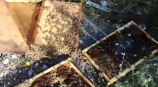 Incursione di mamma orsa, distrutto allevamento di api