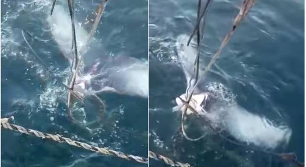 La coda della balena tagliata dall'equipaggio del peschereccio (immagini e video pubbl da Projeto Megafauna Marinha do Brasil su Fb)