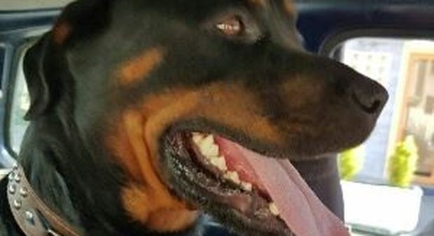 Masaniello, Rottweiler di 1 anno troppo buono per fare il guardiano