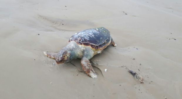 Porto San Giorgio, spiaggiata una tartaruga davanti al Delfino Verde