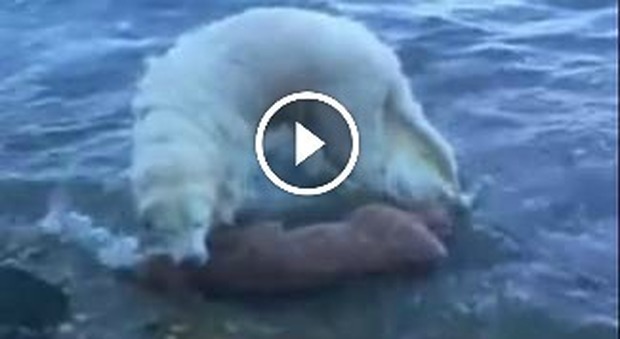 Cane si tuffa in acqua e salva un cerbiatto: il video fa il giro del web