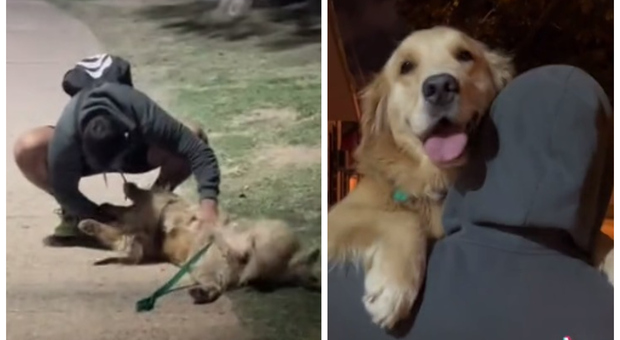 Cane rivede l'ex della proprietaria e lo riconosce dopo oltre un anno e mezzo: il video è commovente