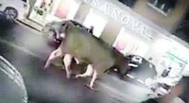 Milano, toro aggredisce una ragazzina di 17 anni mentre va a scuola e la ferisce