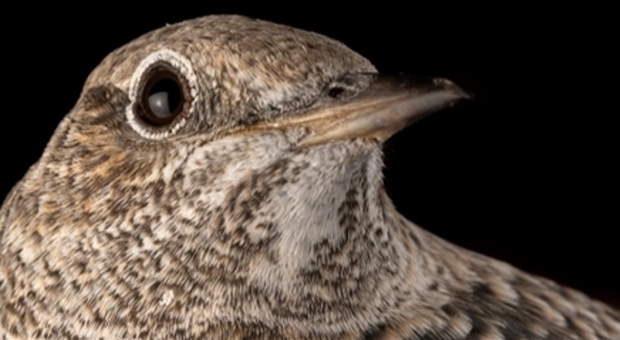 Alla Federico II, "Alto rischio in alta quota": i cambiamenti climatici sugli uccelli migratori