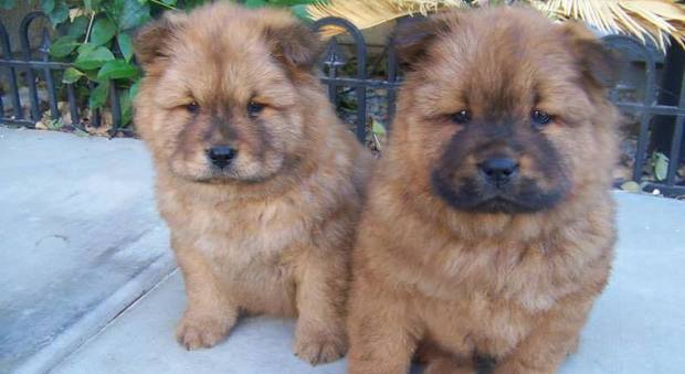 Cuccioli di cane di razza Chow Chow