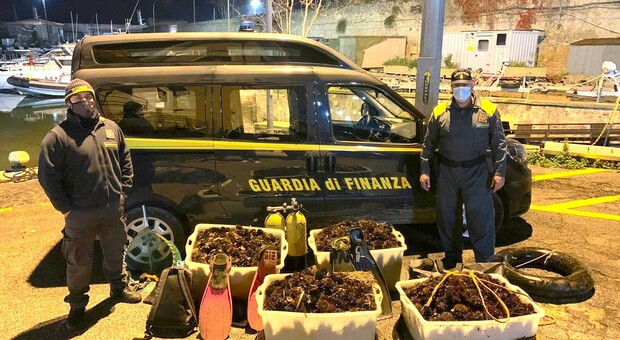 Tarquinia: sub sorpresi a pescare illegalmente ricci di mare, 12mila euro di multa a testa