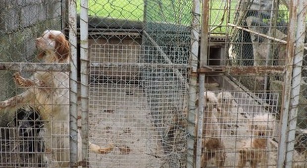 Cane prigioniero in un box di due metri vive in mezzo ai suoi escrementi