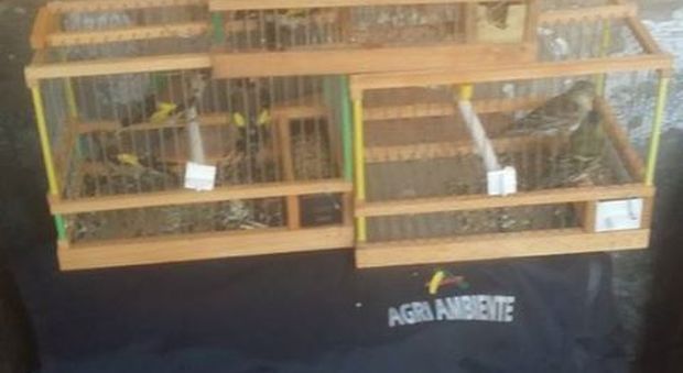 Napoli. Blitz delle guardie zoofile nel mercato abusivo di Gianturco, liberati cardellini in gabbia