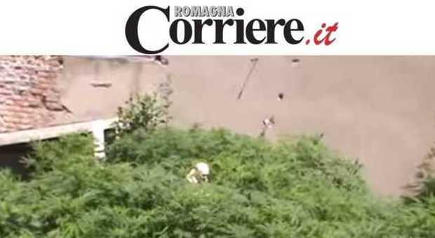 Cesena, piantagione di marijuana in casa sotto ​la statua di Padre Pio: 43enne arrestato