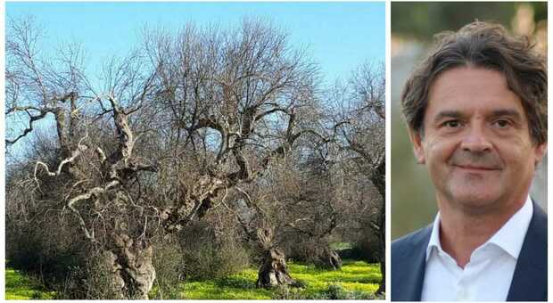 Xylella, Amati: «Processo storico-politico ai responsabili della strage degli ulivi»