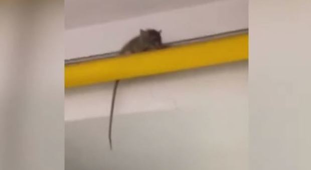 Un topo scorrazza nelle cucine dell'Alberghiero: gli studenti rischiano la sospensione per averlo filmato