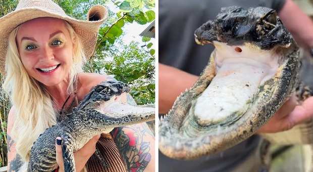 La femmina di alligatore trovata senza mascella superiore (immag diffuse sui social da Gatorland Orlando)