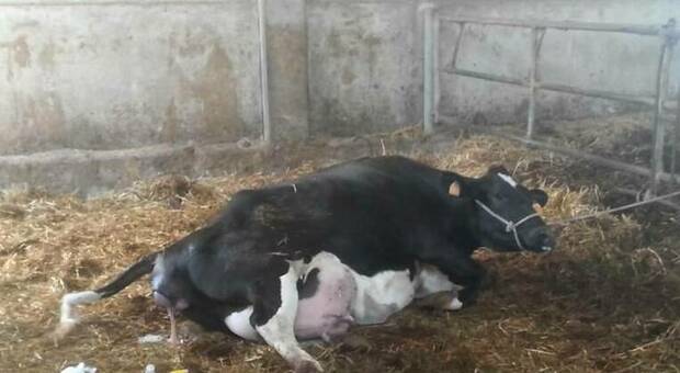 Agricoltore muore nella stalla: una mucca lo ha caricato e ucciso con il suo peso