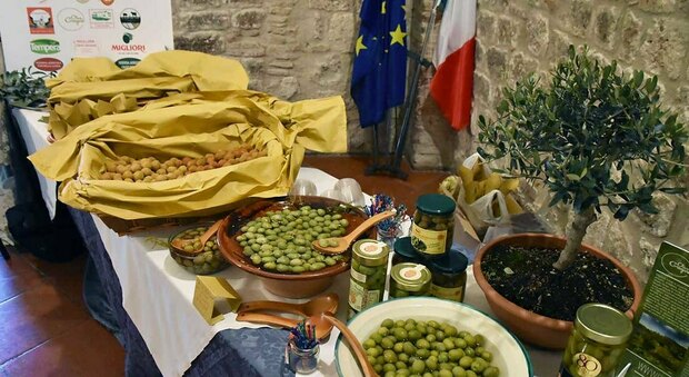 Esperimento scientifico sull'oliva ascolana in salamoia con il coinvolgimento dell'università