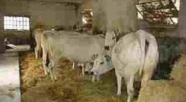 Il caldo esagerato è stressante Le mucche fanno poco latte