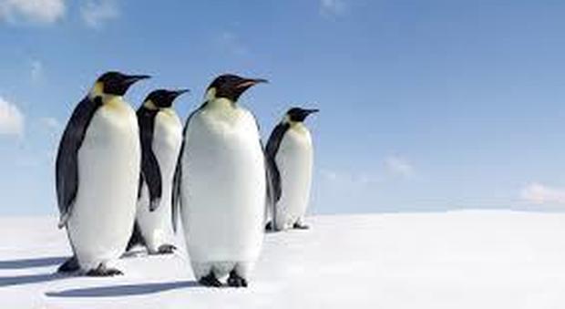 In vendita online un habitat per pinguini, animali non inclusi