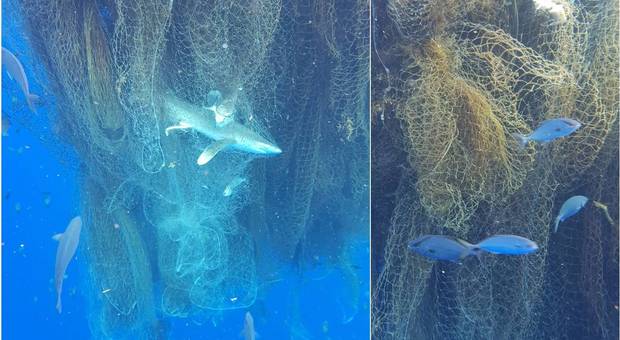 Centinaia di squali trovati morti nella "rete fantasma". La scoperta di un sub ai Caraibi (immagini pubbl su Instagram da dmartinmayes, Dominick Martin-mayes di Gran Cayman)